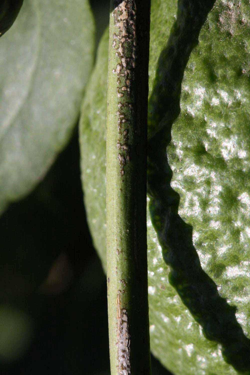            First year twig (Riverside, CA)   